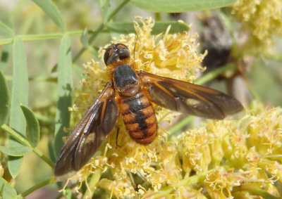 Poecilanthrax effrenus; Bee Fly species