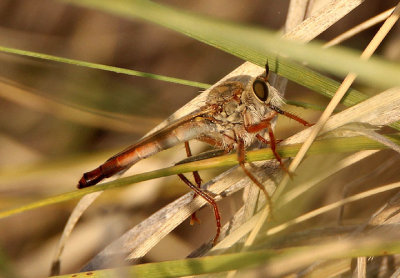 Proctacanthus rufus; Robber Fly species