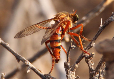 Saropogon Robber Fly species
