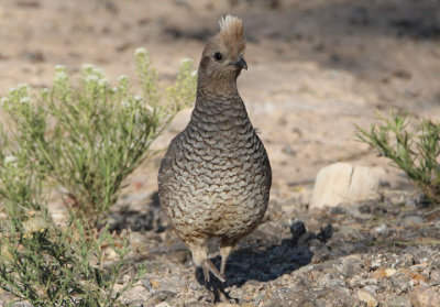 Scaled Quail