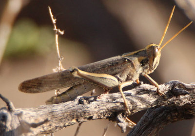 Schistocerca nitens; Gray Bird Grasshopper