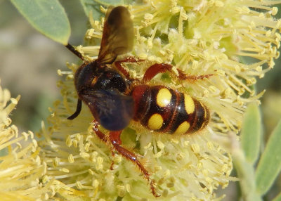 Scolia nobilitata tricincta; Scoliid Wasp species; female