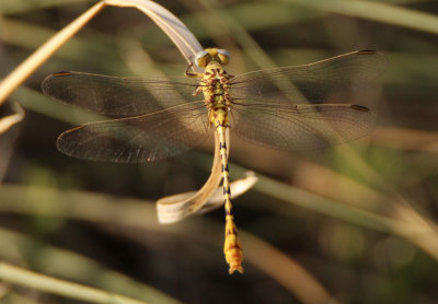 Stylurus intricatus; Brimstone Clubtail; male 