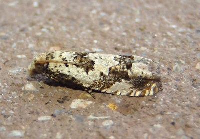 3091 - Pelochrista matutina; Tortricid Moth species
