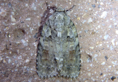 9242 - Acronicta exilis; Exiled Dagger Moth