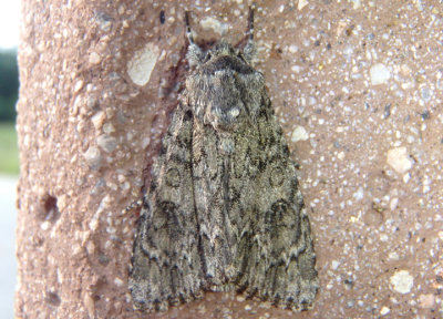 9257 - Acronicta impleta; Yellow-haired Dagger