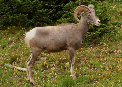 Bighorn Sheep Ram 