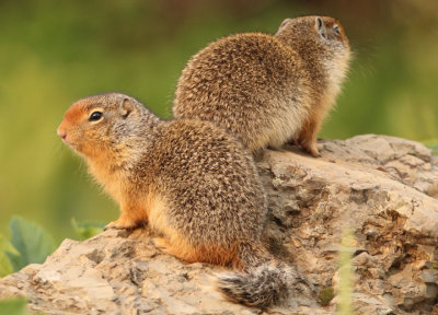 Columbian Ground Squirrels