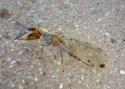 Dicromantispa interrupta; Mantidfly species