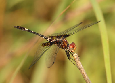 Dythemis fugax; Checkered Setwing; male