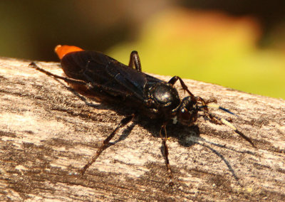 Protichneumon Ichneumon Wasp species; female