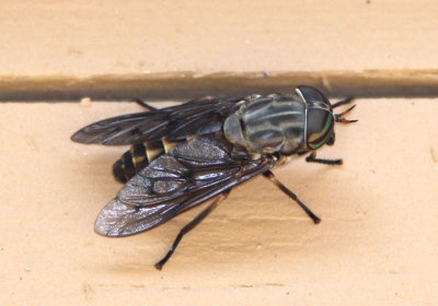 Tabanus sulcifrons; Horse Fly species; female