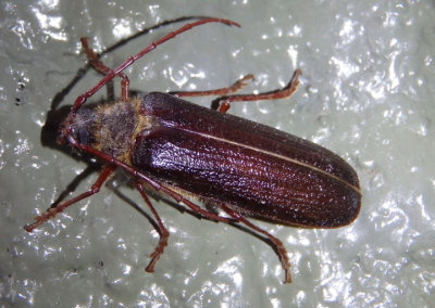 Tragosoma harrisii; Long-horned Beetle species