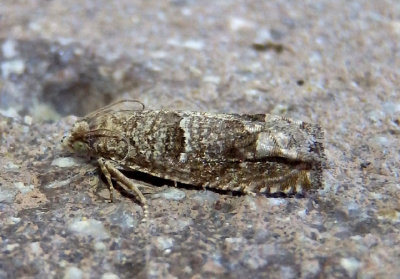 3168 - Pelochrista zomonana; Tortricid Moth species