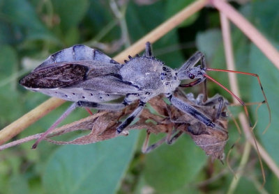 Arilus cristatus; Wheel Bug