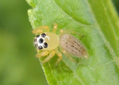 Colonus sylvanus; Jumping Spider species