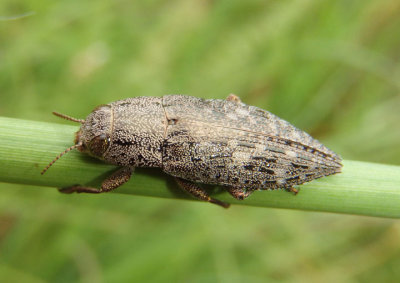 Dicerca obscura; Metallic Wood-boring Beetle species