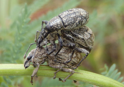 Epicaerus imbricatus; Imbricated Snout Beetles
