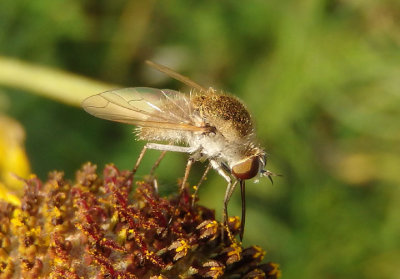 Geron Bee Fly species