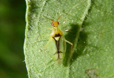 Hyaliodes vitripennis; Plant Bug species