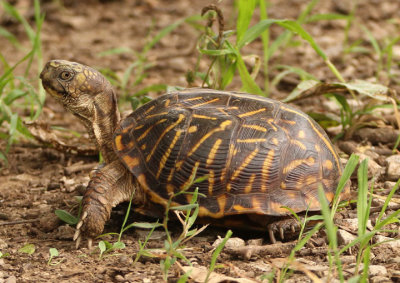 Ornate Box Turtle