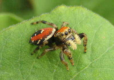 Phidippus apacheanus; Jumping Spider species; male