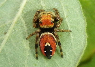 Phidippus apacheanus; Jumping Spider species; male 