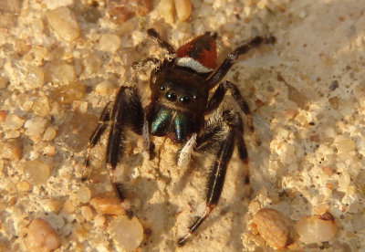 Phidippus clarus; Jumping Spider species; male