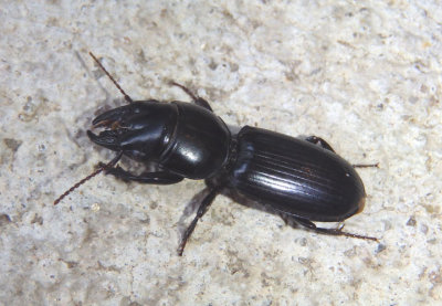 Scarites subterraneus; Big-headed Ground Beetle