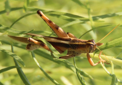 Schistocerca lineata; Spotted Bird Grasshopper; male