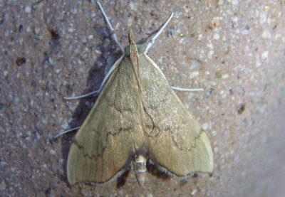 4991 - Sericoplaga externalis; Crambid Snout Moth species