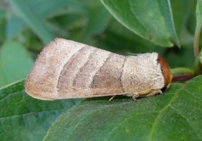7907 - Datana integerrima; Walnut Caterpillar Moth