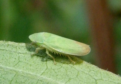 Memnonia flavida; Leafhopper species