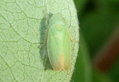 Memnonia flavida; Leafhopper species