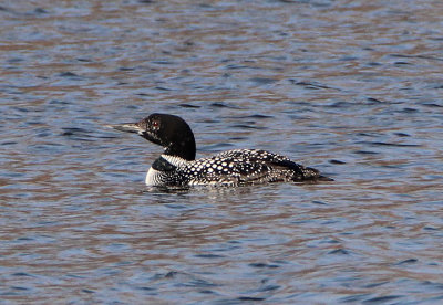 Common Loon; transitional
