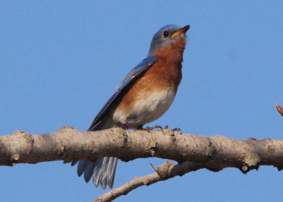 Eastern Bluebird; male 