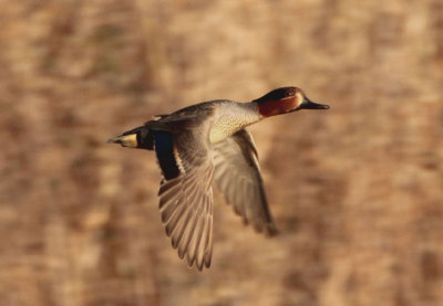 Green-winged Teal; male