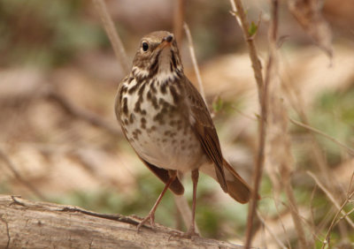 Hermit Thrush