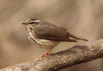 Louisiana Waterthrush