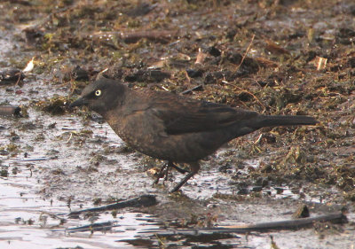 Rusty Blackbird 