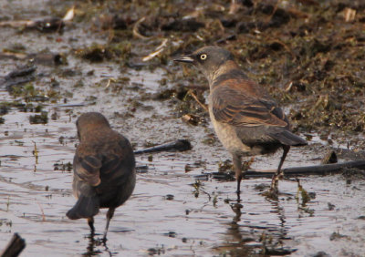 Rusty Blackbirds