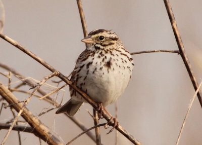 Savannah Sparrow