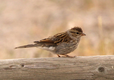 Chipping Sparrow; immature 