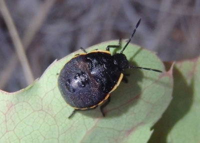 Chlorochroa Stink Bug species nymph