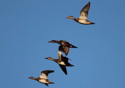 Gadwall