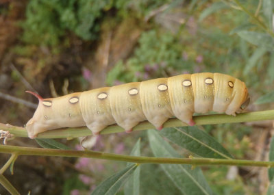 7893 - Hyles gallii; Galium Sphinx caterpillar