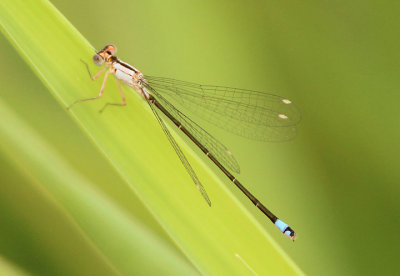 Ischnura cervula; Pacific Forktail; immature heteromorph female