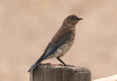 Mountain Bluebird; immature