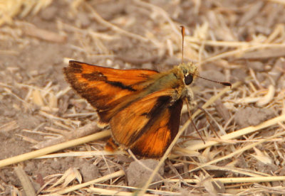 Ochlodes sylvanoides; Woodland Skipper; male