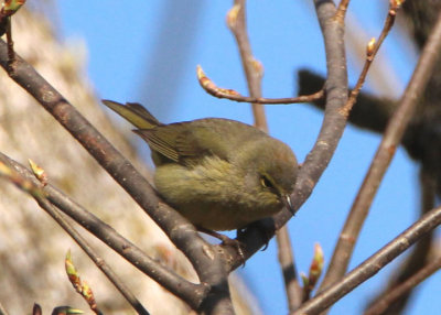 Orange-crowned Warbler 